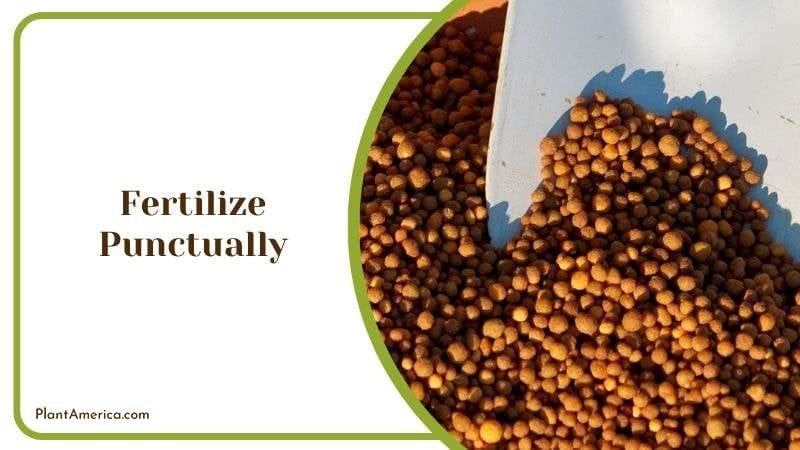 Fertilizing Hibiscus Plant at Home Plant America