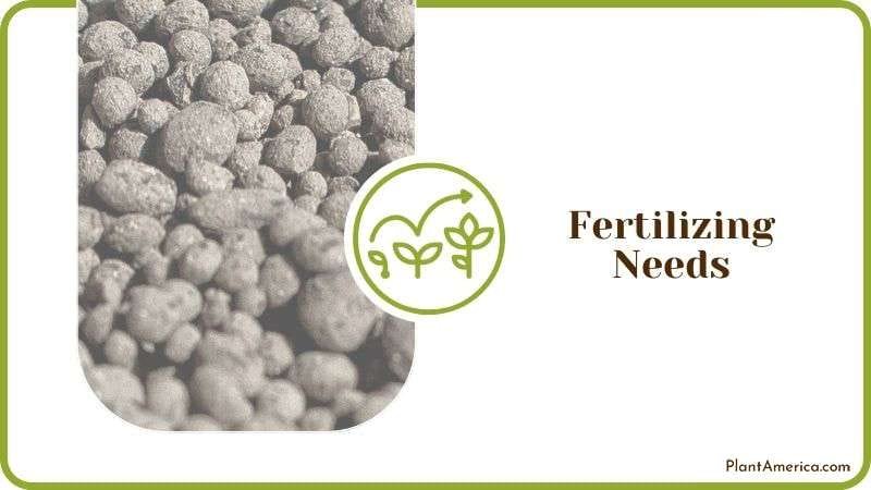 Fertilizing Needs for Java Fern Plant America