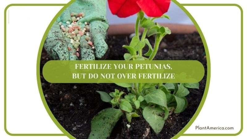 Fertilizing Petunias Properly Plant America