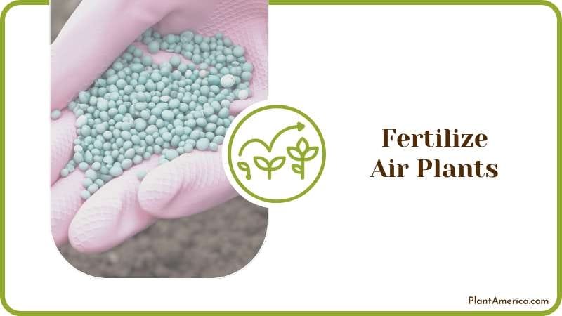 Fertilizing Plants for Growth Plant America Fertilizing Plants for Growth Plant America