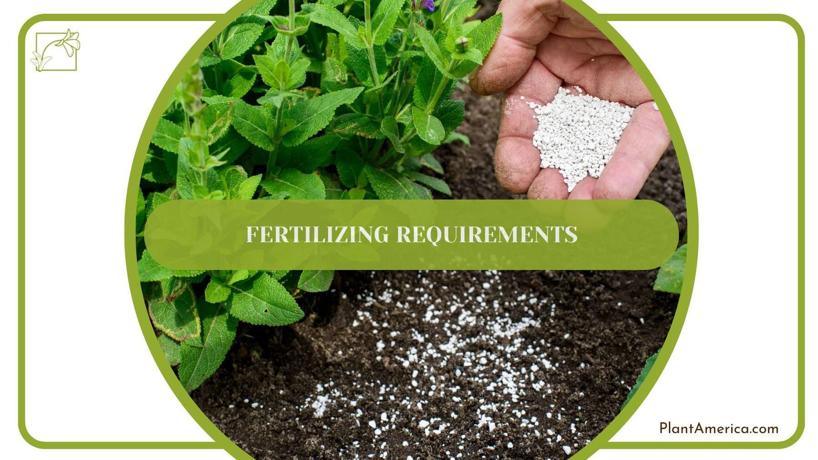 Fertilizing Plumosa Fern PlantAmerica