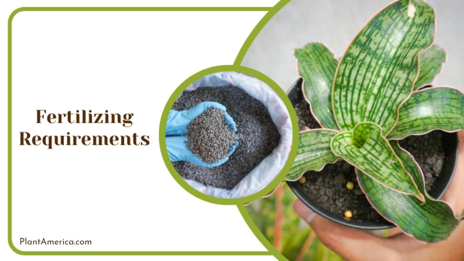 Fertilizing Requirements For Dracaena Compacta Plant America