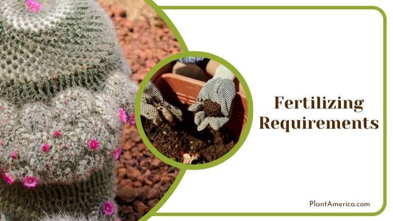 Fertilizing Requirements For Mammillaria Hahniana Plant America Fertilizing Requirements For Mammillaria Hahniana Plant America