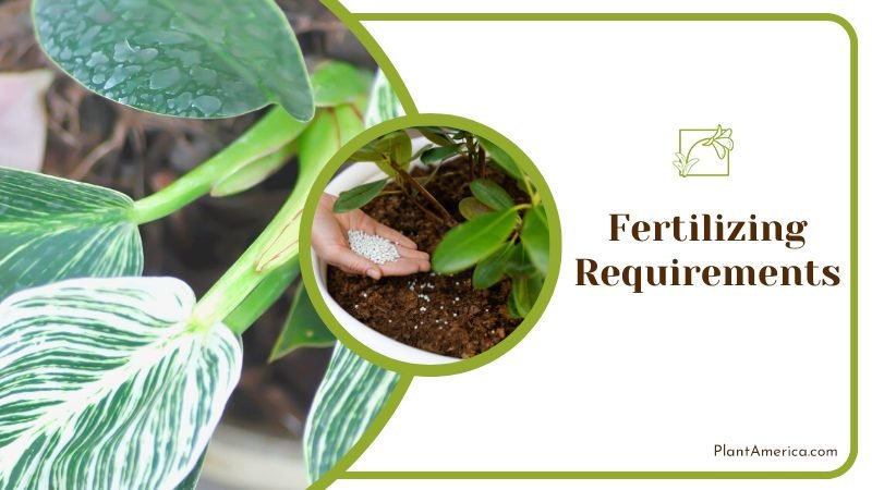 Fertilizing Requirements ~ PlantAmerica Fertilizing Requirements ~ PlantAmerica