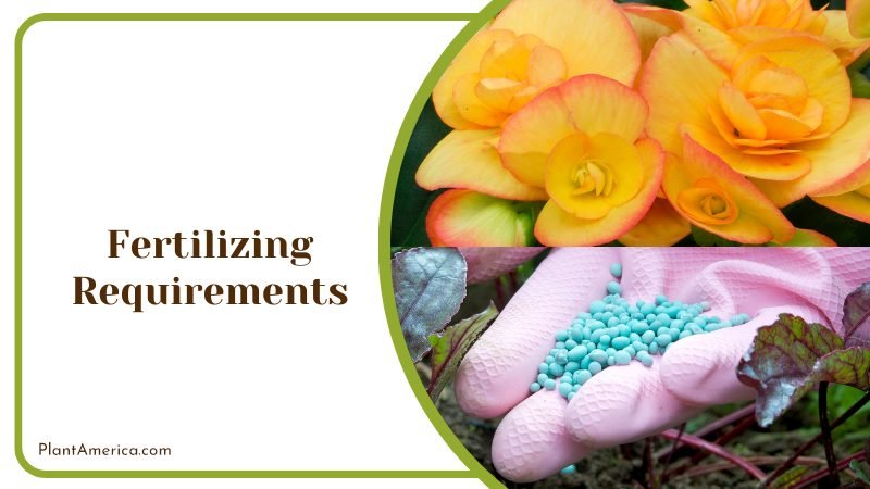 Fertilizing Requirements for Begonia ~ PlantAmerica