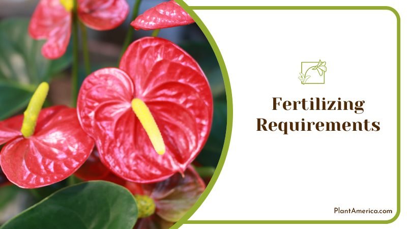 Fertilizing Requirements of Anthurium ~ PlantAmerica