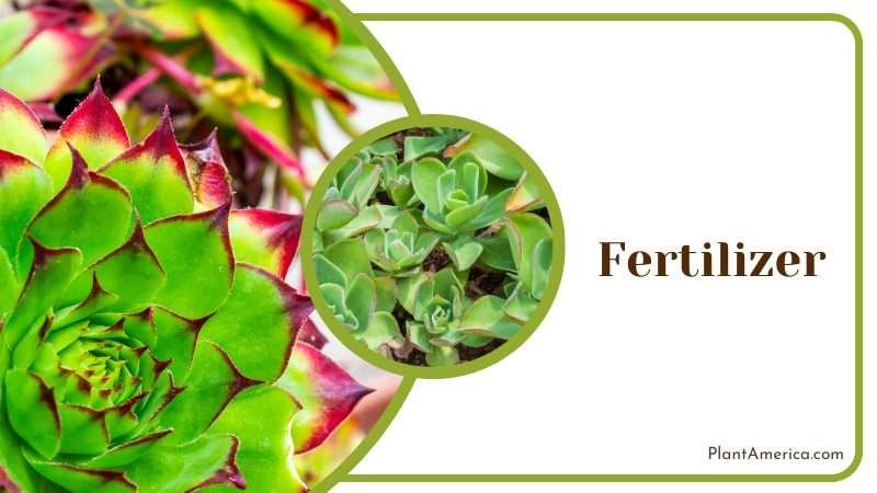 Fertilizing Schedule of Echeveria Agavoides Plant America