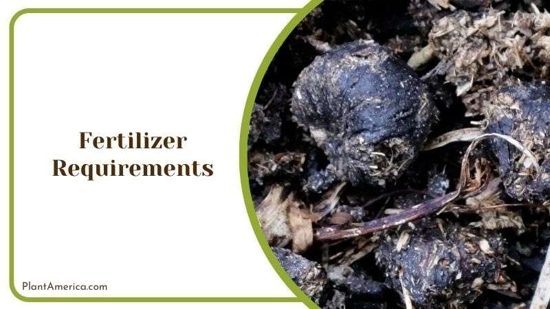 Fertilizing Tillandsia Juncea Plant America