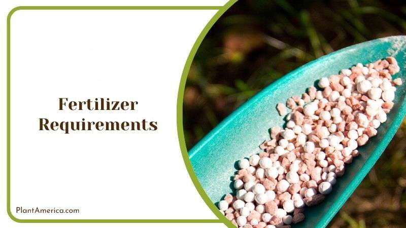 Fertilizing Tips for Twisted Cacti Plant America Fertilizing Tips for Twisted Cacti Plant America