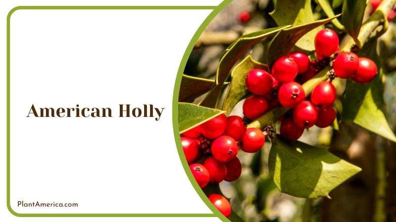 Festive American Holly Tree Plant America