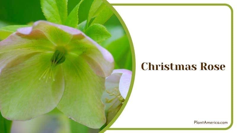 Festive Charm of Christmas Rose Plant America