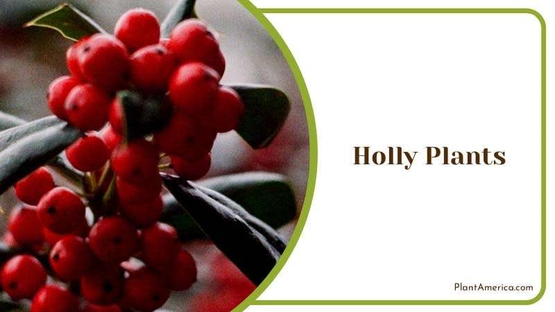 Festive Charm of Holly Plants Plant America