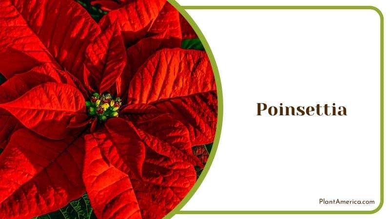 Festive Charm of Poinsettia Plant America