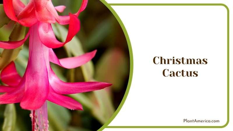 Festive Christmas Cactus Blooms Plant America