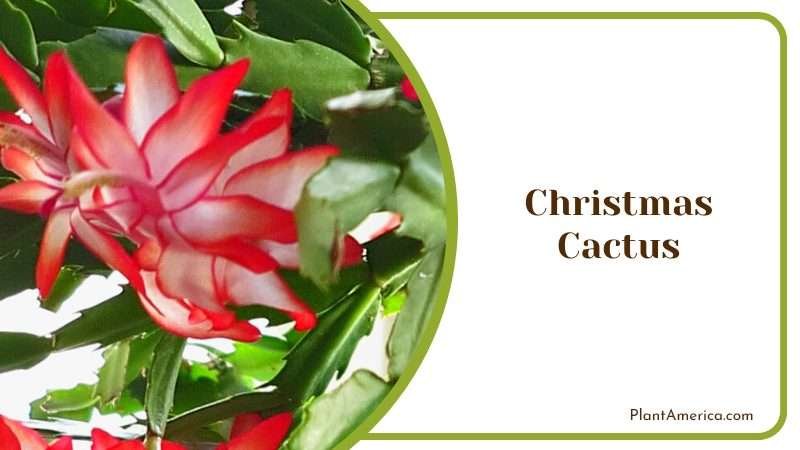 Festive Christmas Cactus Plant America