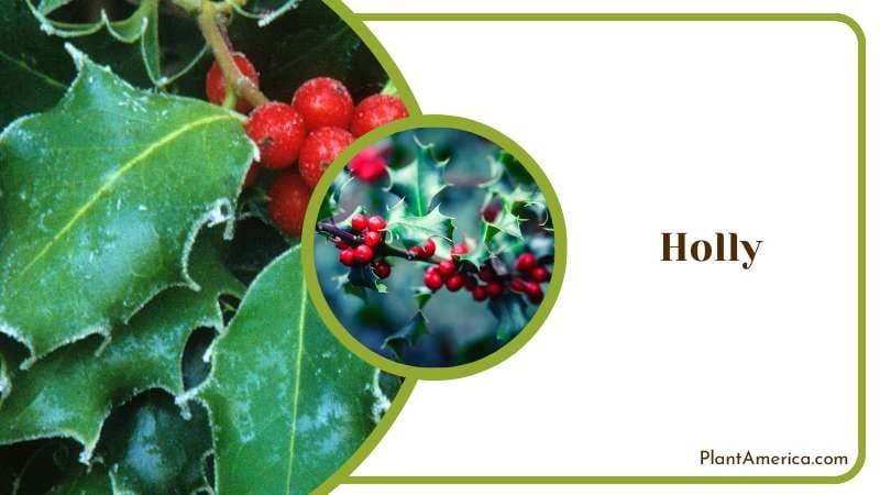 Festive Holly Berries Plant America