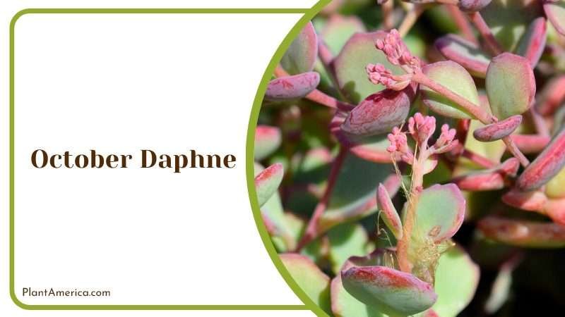 Festive October Daphne Plant America
