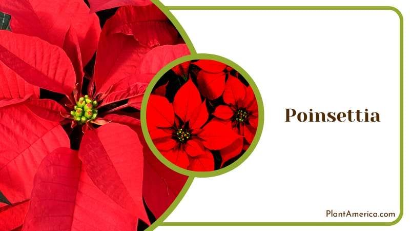 Festive Poinsettia Flowers Plant America