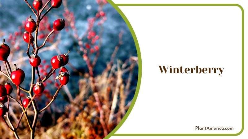 Festive Winterberry in Summer Plant America