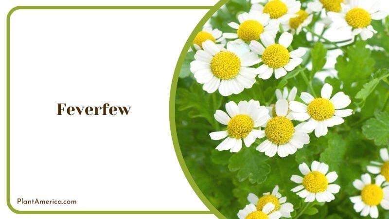 Feverfew Plant America