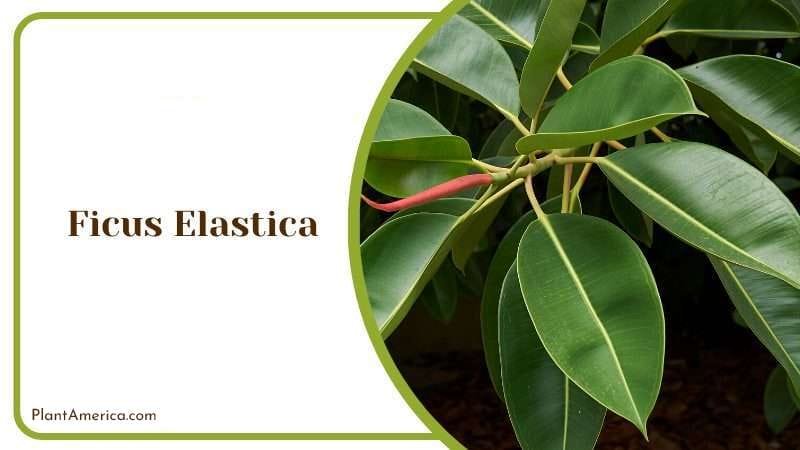 Ficus Elastica PlantAmerica