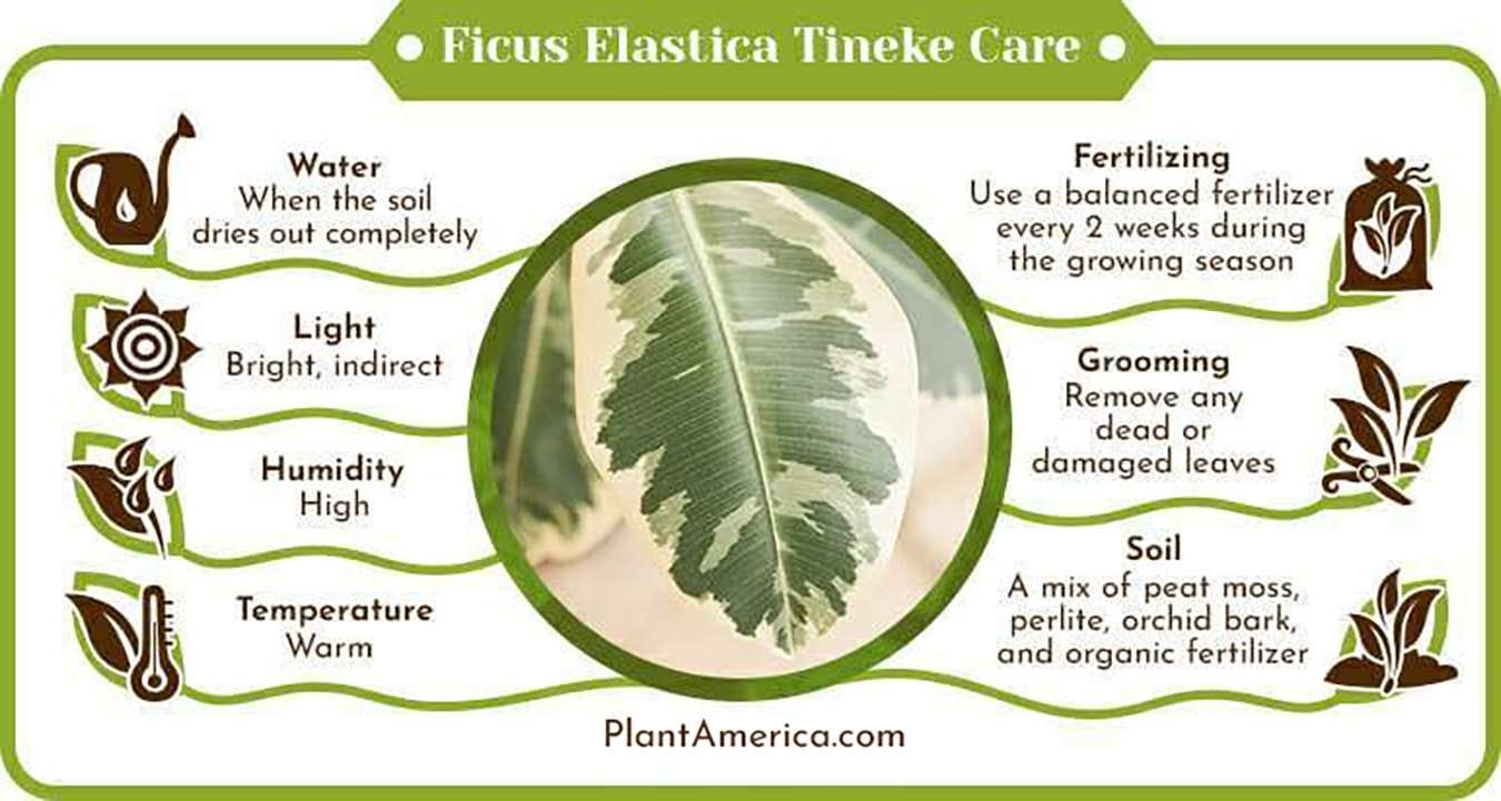 Ficus Elastica Tineke Care Infographic Ficus Elastica Tineke: Plant Care Guide for Indoor Gardens