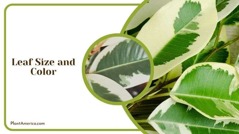 Ficus Tineke Leaf Size and Color Plant America