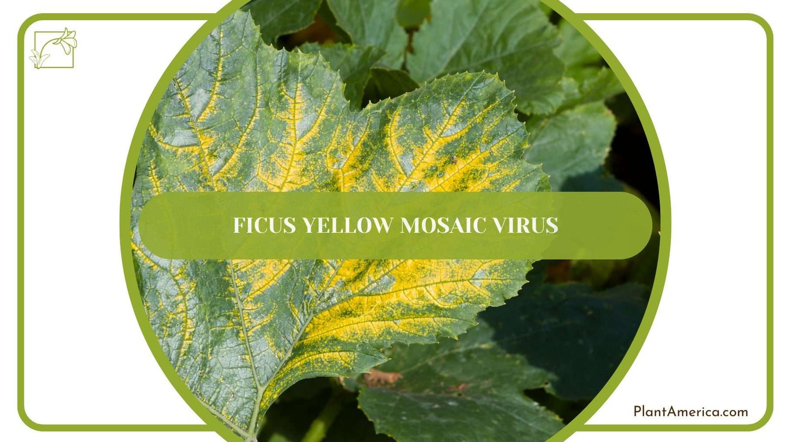 Ficus Tineke Yellow Mosaic Virus PlantAmerica Ficus Tineke Yellow Mosaic Virus PlantAmerica