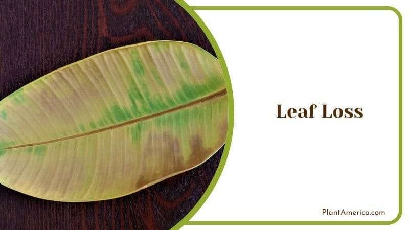 Ficus Triangularis Leaf Loss PlantAmerica