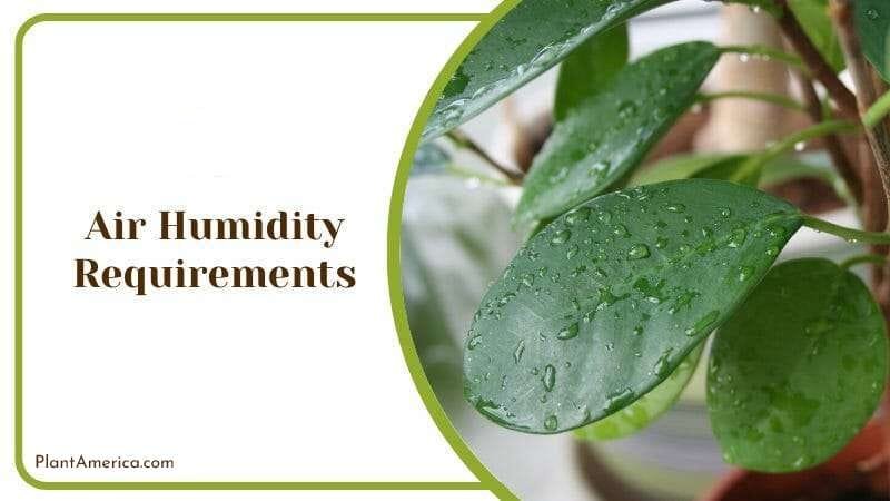 Ficus Triangularis Leaves PlantAmerica