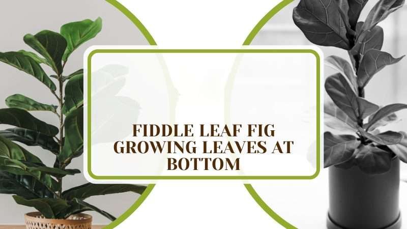 Fiddle Leaf Fig Growing Leaves at Bottom Plant America Fiddle Leaf Fig Growing Leaves at Bottom? Reasons and Fixes