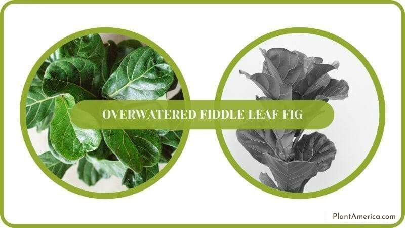 Fiddle Leaf Fig Guide Plant America