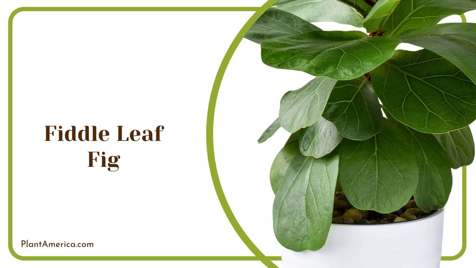 Fiddle Leaf Fig Indoor Plant Plant America