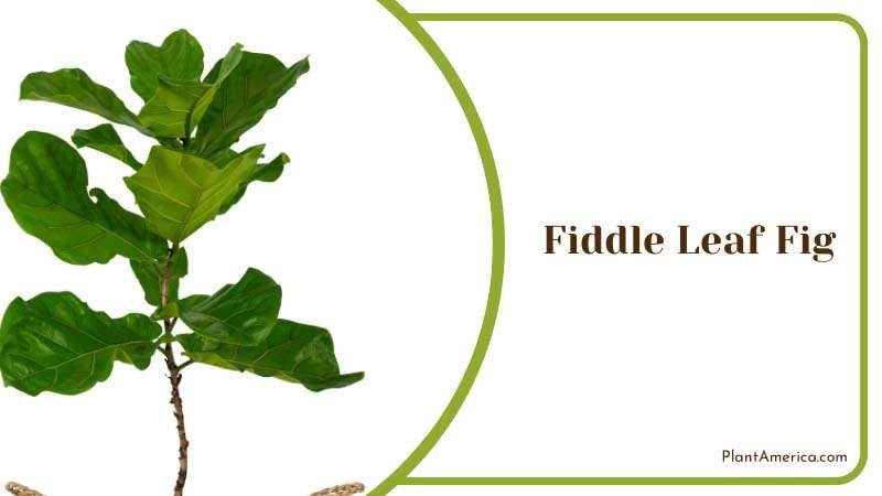 Fiddle Leaf Fig Plant America Fiddle Leaf Fig Plant America
