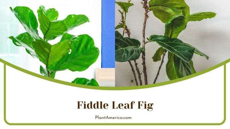 Fiddle Leaf Fig Plant Placed Indoor PlantAmerica