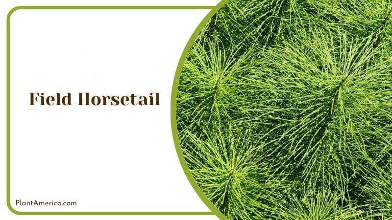 Field Horsetail Plant America