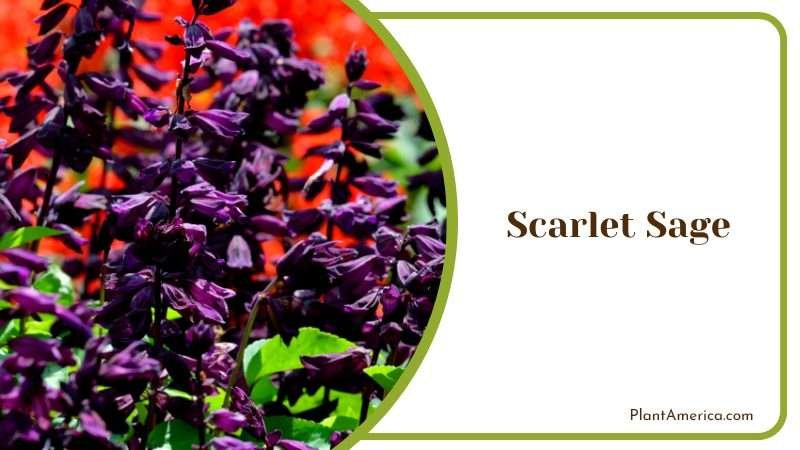 Fiery Blooms of Scarlet Sage Plant America