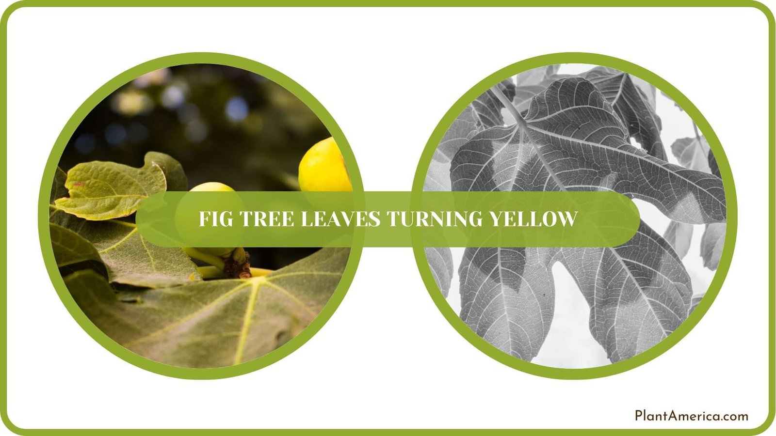 Fig Tree Leaves Care Plant America