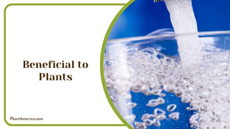 Filtered Water Beneficial to Plants Plant America