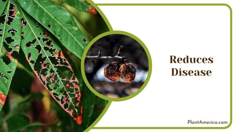 Filtered Water Reduces Disease Plant America