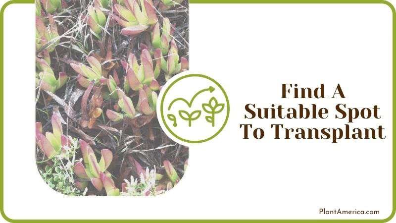Find a Suitable Spot to Transplant PlantAmerica Find a Suitable Spot to Transplant PlantAmerica