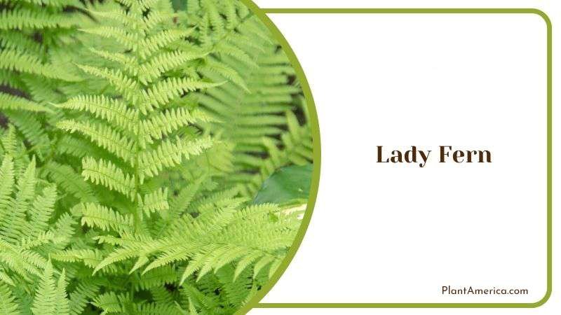 Finely Bifurcated Lady Fern Plant PlantAmerica
