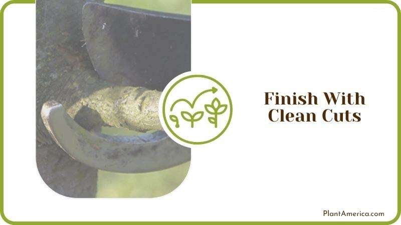 Finish Pruning with Clean Cuts PlantAmerica