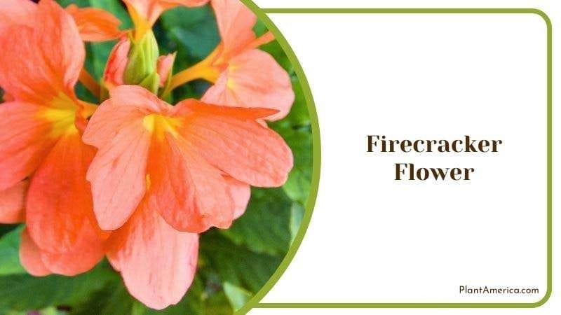 Firecracker Flower Plant America