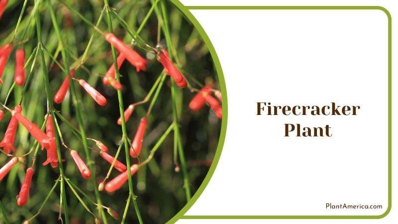 Firecracker Plant known as the fountain bush Plant America Firecracker Plant known as the fountain bush Plant America