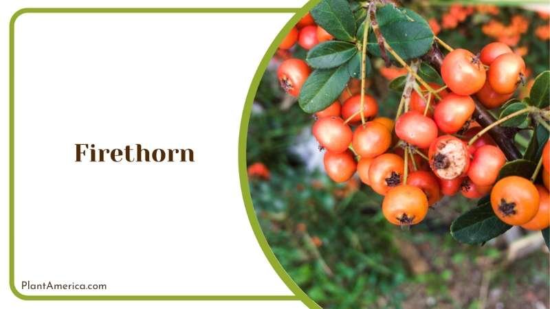 Firethorn Bushes Plant America