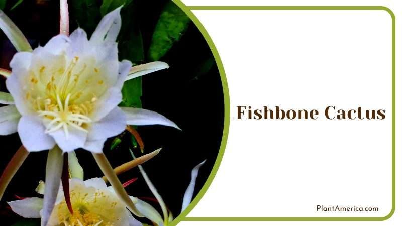 Fishbone Cactus White Flowers Plant America