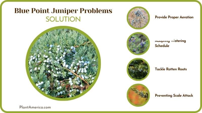 Fix Blue Point Juniper Problems Plant America