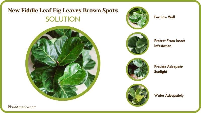 Fix Brown Spots on New Fiddle Leaf Fig Leaves Plant America