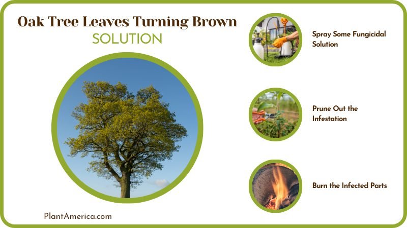 Fix Browning Leaves on Oaks Plant America